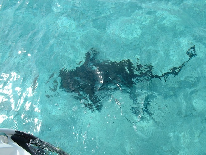 Shark under the Boat